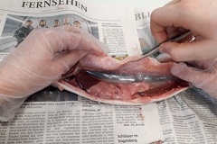 2019_fische_3