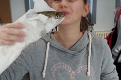 2019_fische_4