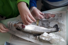 2019_fische_5