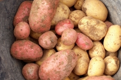 2019_kartoffelernte_1