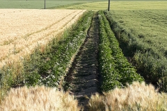 2019_kartoffelernte_11