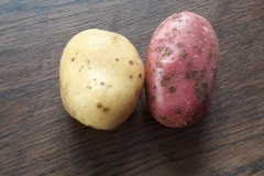 2019_kartoffelernte_5