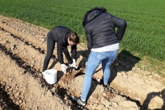 2019_kartoffelprojekt_1