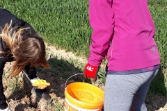 2019_kartoffelprojekt_5
